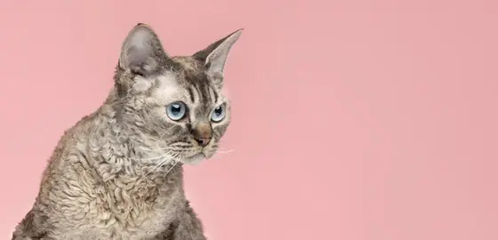 Selkirk Rex Kedi Özellikleri