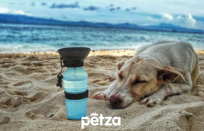 Köpeklerin Su İhtiyacı
