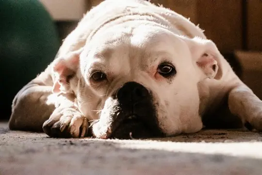 American Bulldog Özellikleri
