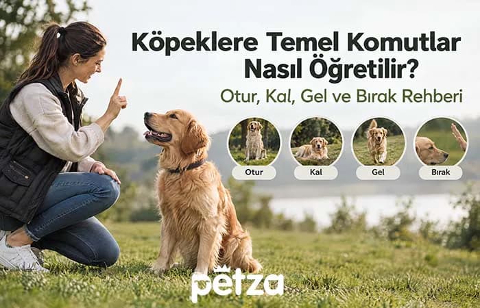 Köpeklere Temel Komutlar Nasıl Öğretilir?