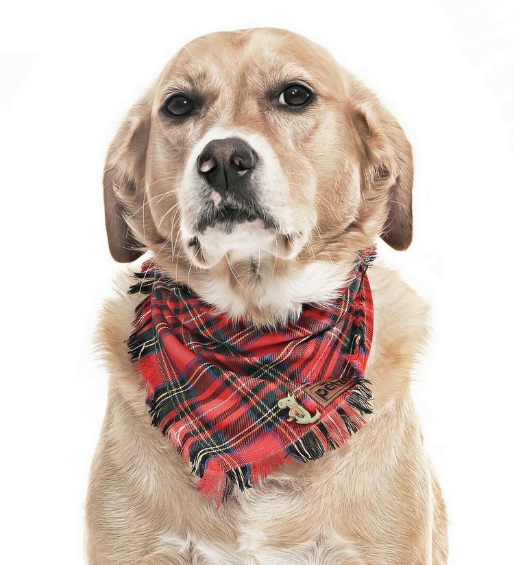 Köpek Bandana / Papau