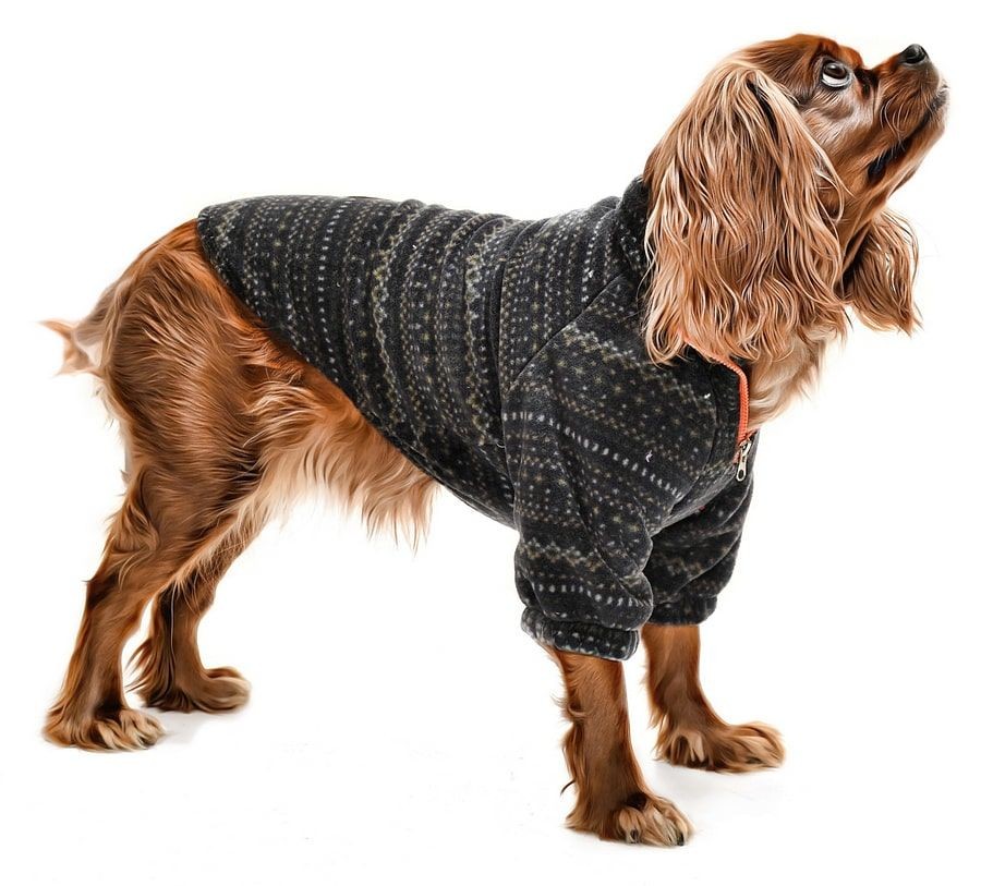 Küçük ve Orta Irk Köpek Polar Sweat - Leela