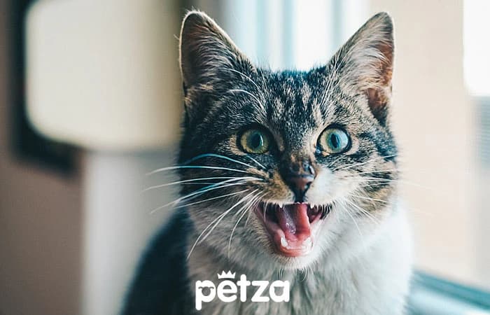 Kedi ve Köpek Sağlığı için Glukozamin