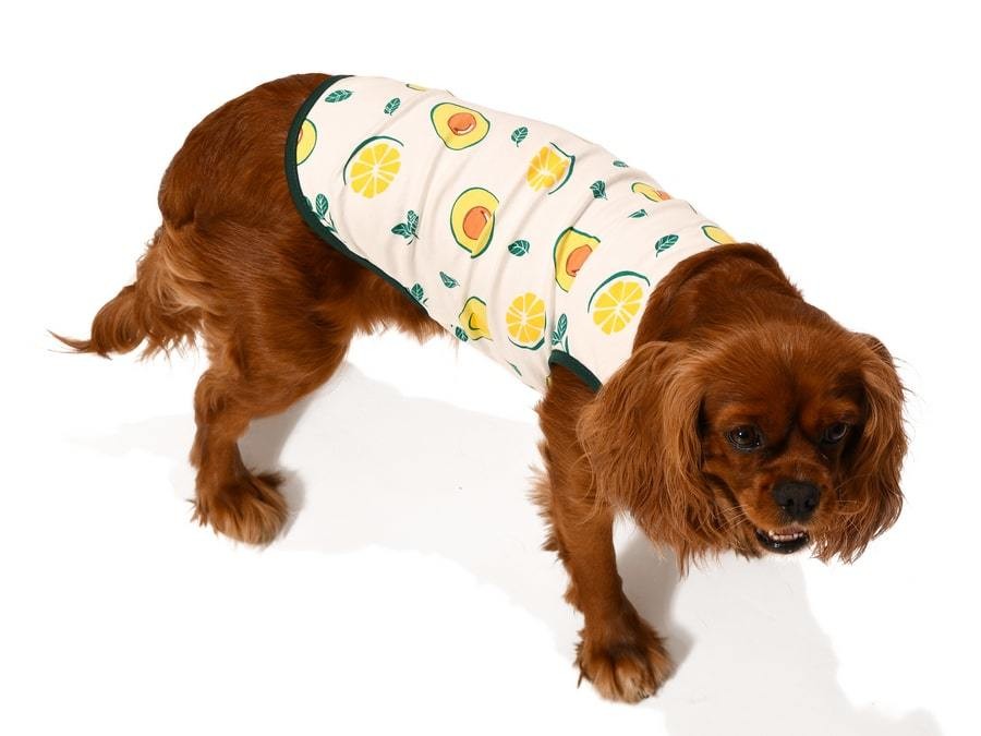 Küçük ve Orta Irk Köpek T-shirt Kaj