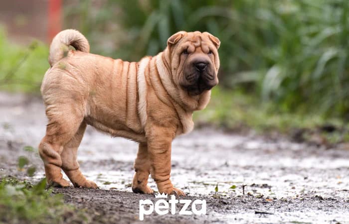 Shar Pei Köpek Özellikleri