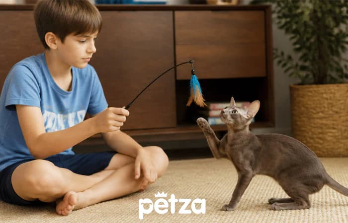Oriental Shorthair Kedi Özellikleri