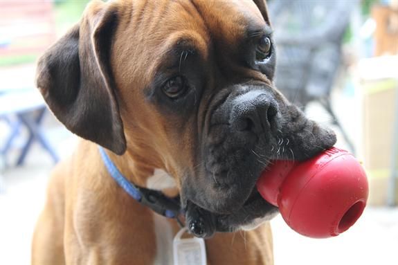 Kong Köpek Oyuncağı - Kong Classic - Ödül Saklanabilen Köpek Oyuncak/Kırmızı