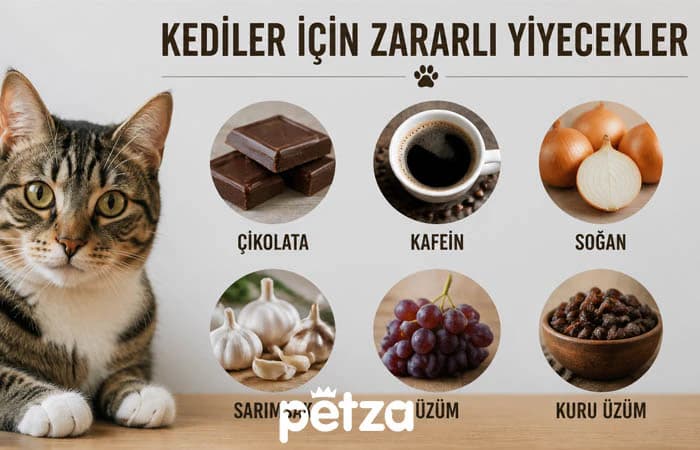 Kediler İçin Zehirli ve Yasak Gıdalar