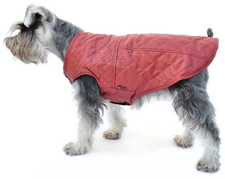 Köpek Küçük ve Orta Irk Deri Ceket Dabir