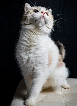 Selkirk Rex Kedi Özellikleri