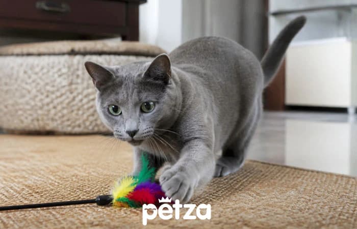 Korat Kedisi Özellikleri