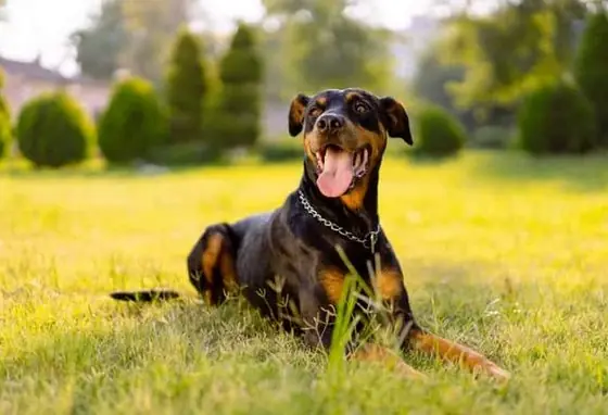 Doberman Köpek Özellikleri