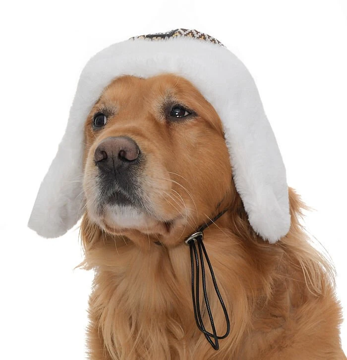 Küçük Orta ve Büyük Irk Köpek Şapka Sedna