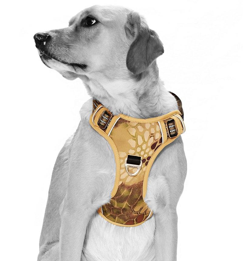 Köpek Göğüs Tasması Finwe Bej