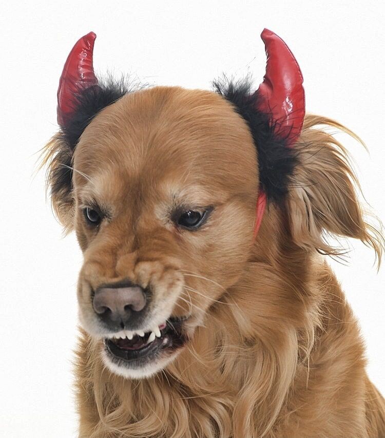 Küçük Orta Ve Büyük Irk Köpekler için Taç Devil