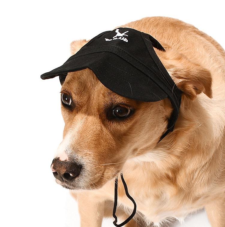 Küçük ve Orta Irk Köpekler için Şapka Japers Siyah