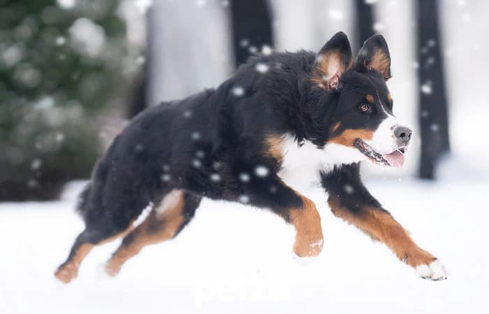 Bernese Mountain Dog Özellikleri