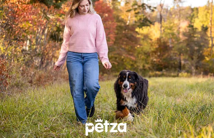 Bernese Mountain Dog Özellikleri