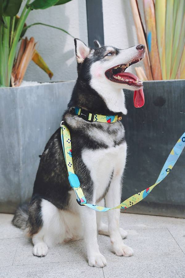 Köpek Boyun Tasması Hi Dream Lemon Pie