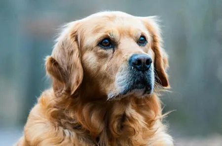 Golden Retriever Köpek