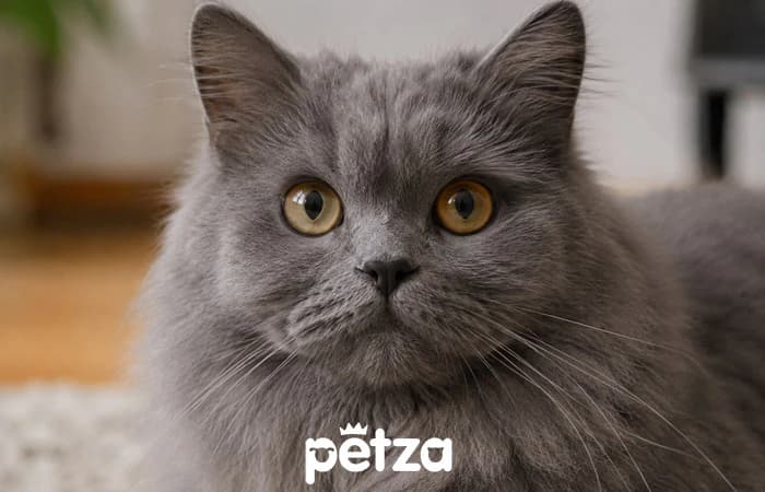 British Longhair Kedisi Özellikleri