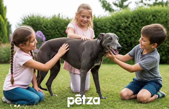 Greyhound Köpek Özellikleri