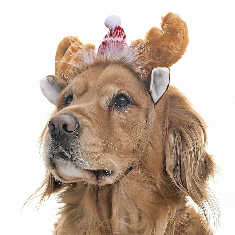 Küçük Orta ve Büyük Irk Köpekler için Donner Taç