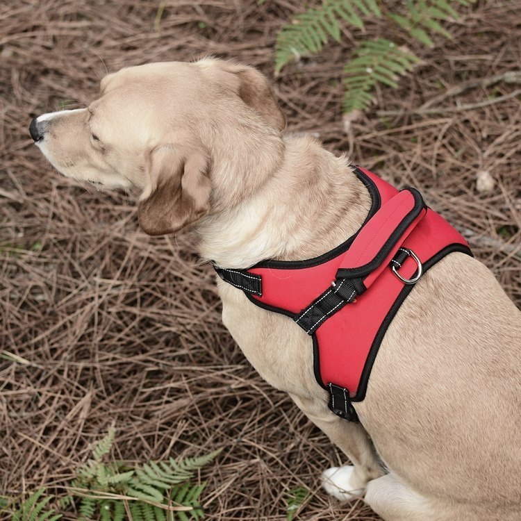 Köpek Göğüs Tasması Ratna Kırmızı