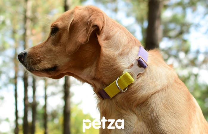 Genie Köpek Boyun Tasması - Petza