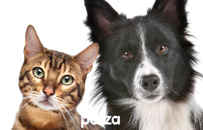 Kedi ve Köpek Sağlığı için Glukozamin