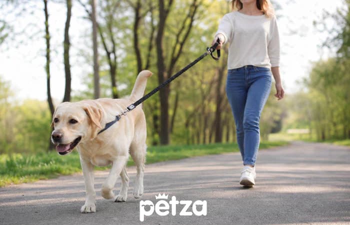 Köpeklerde Tasma Çekiştirme Davranışı