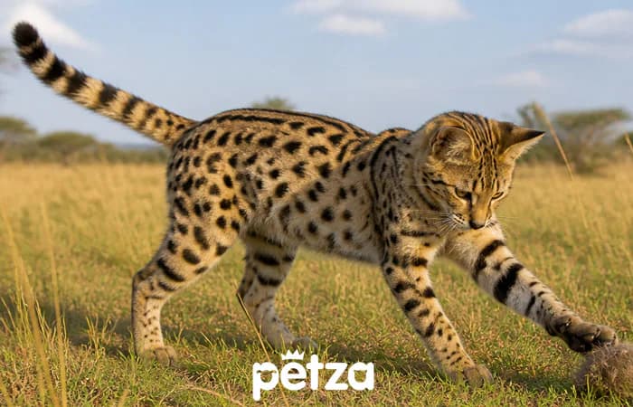 Savannah Kedisi Özellikleri