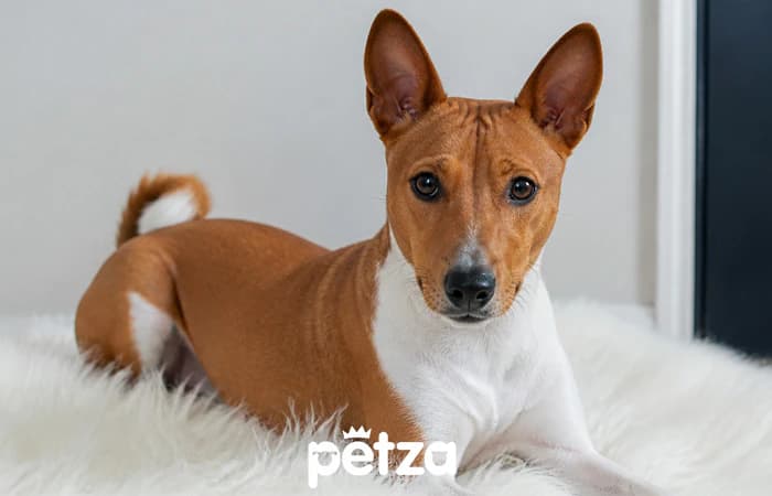 Basenji Köpeği Özellikleri