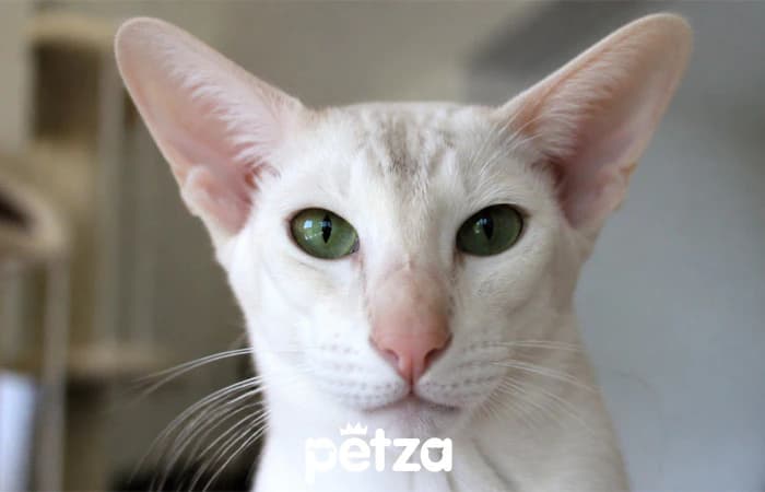 Oriental Shorthair Özellikleri
