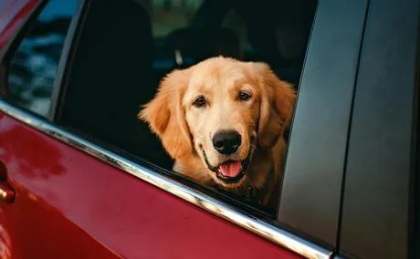 Köpek Uzun Yolculuğa Çıkacaklara Altın Tavsiyeler