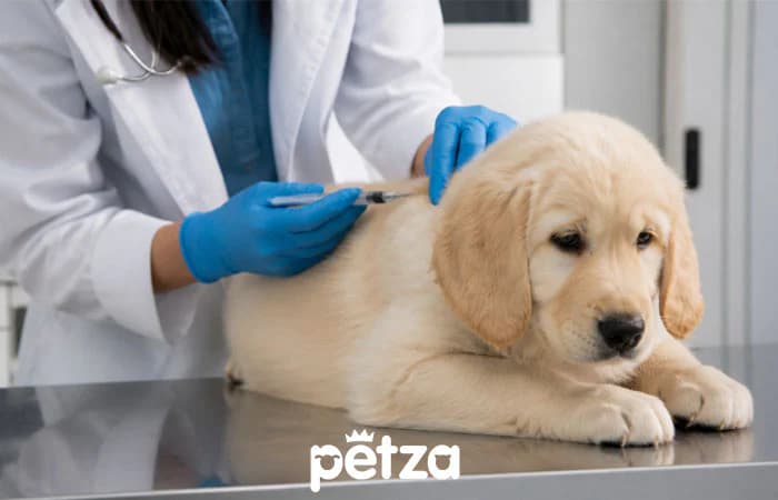 Köpek Aşı Takvimi: Yavru ve Yetişkin Köpekler İçin Hangi Aşı Ne Zaman Yapılmalı?