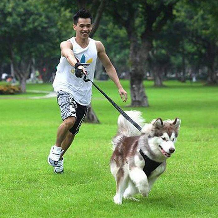 Köpek Eller Serbest Gezdirme Tasması