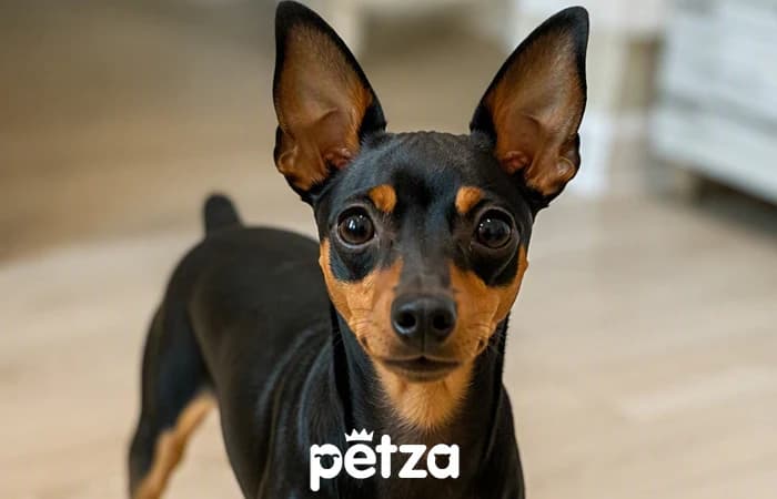 Miniature Pinscher Özellikleri
