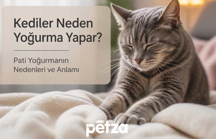 Kediler Neden Yoğurma Yapar