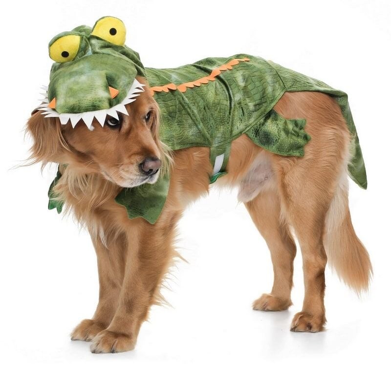 Orta ve Büyük Irk Köpek Kostüm Gator -XL