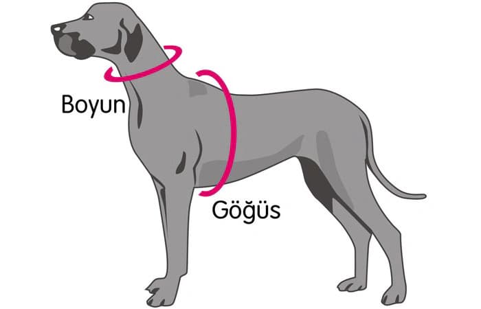 Köpek Göğüs Tasması Ölçü Alımı