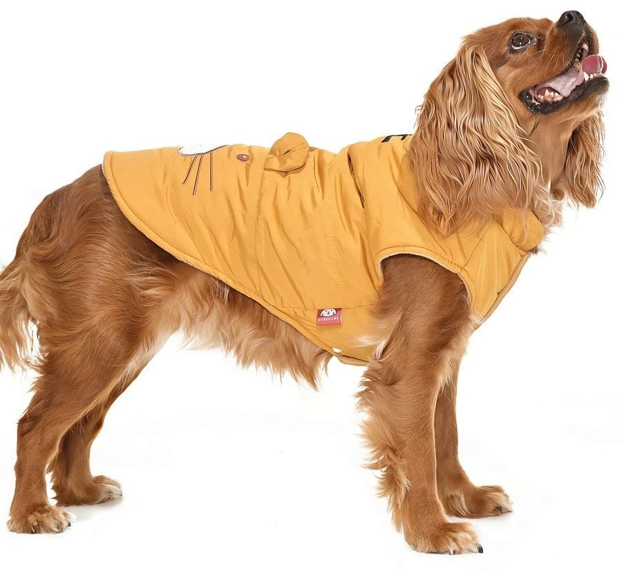 Küçük ve Orta Irk Köpek  Mont - Nerpa
