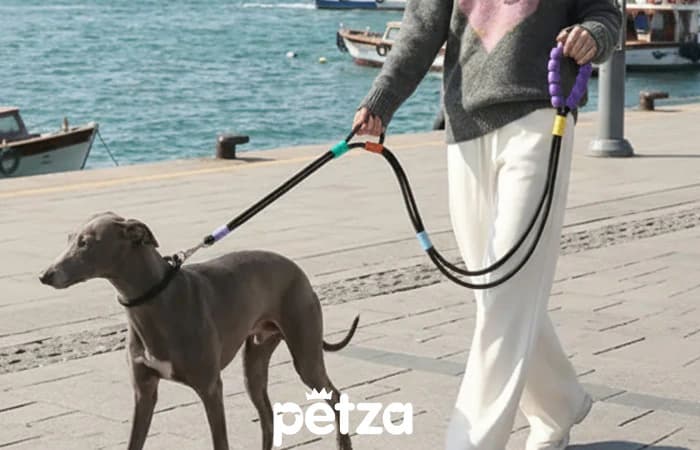 Wagway Darbe Emici Köepk Gezdirme Tasması Siyah - Petza