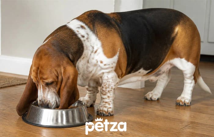 Basset Hound Özellikleri