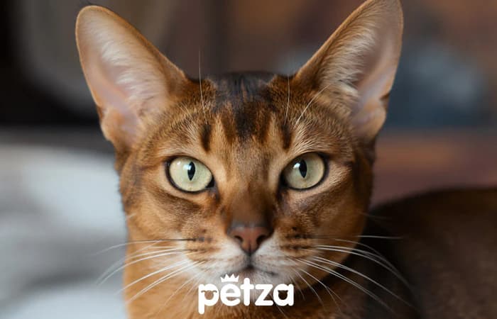 Habeş Kedisi (Abyssinian) Özellikleri