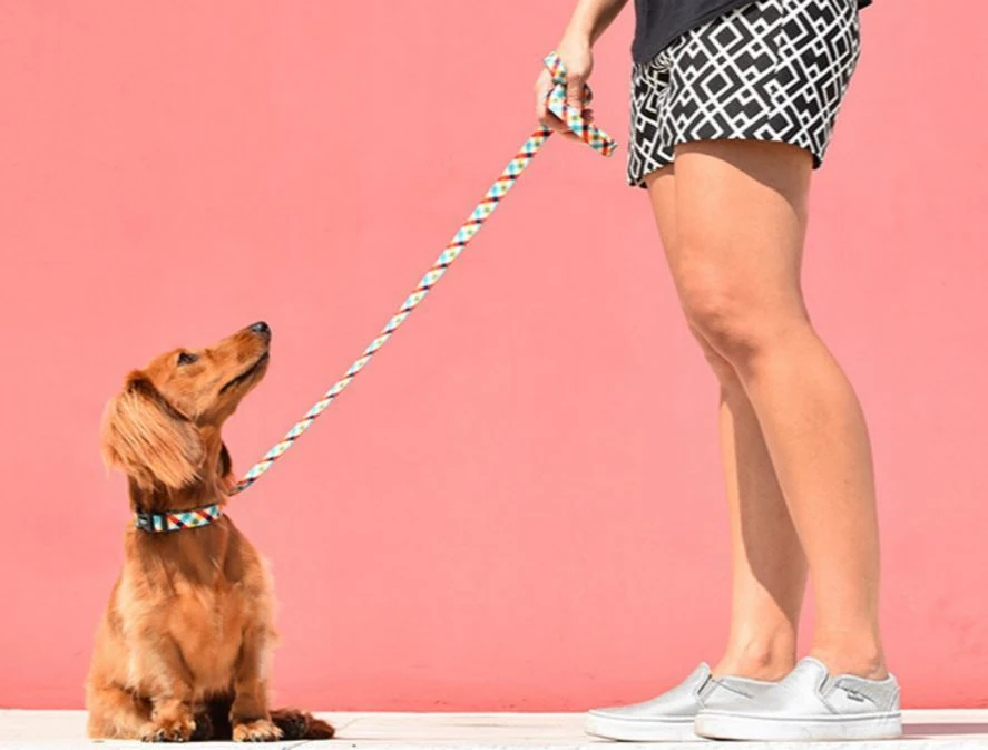 Zee.Dog Phantom  Köpek Gezdirme Tasması