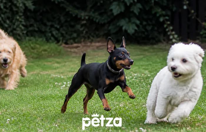 Miniature Pinscher Özellikleri