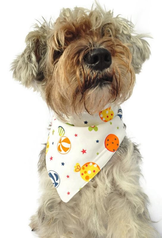 Köpek Bandana / Kasumi