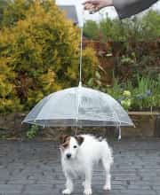 Köpek