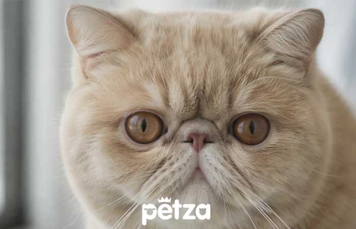 Exotic Shorthair Kedi Özellikleri
